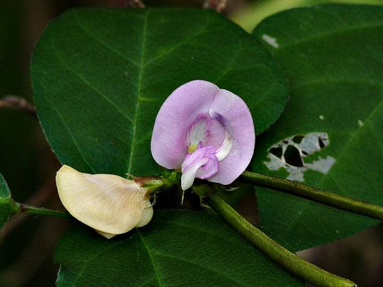 {Strophostyles helvola}